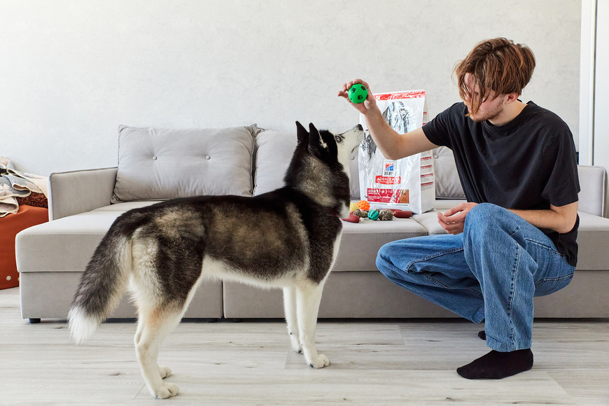  Petsitters – заботимся о ваших питомцах, где бы вы ни были